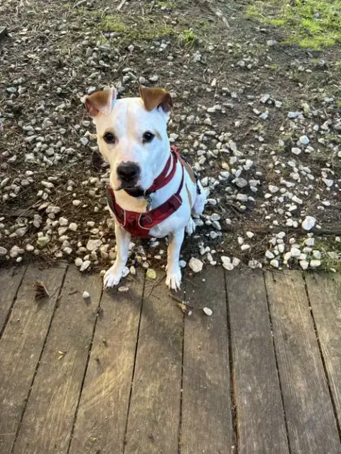 Odie photo 5