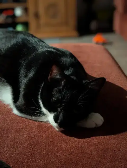 Fatmanbatcat photo 3