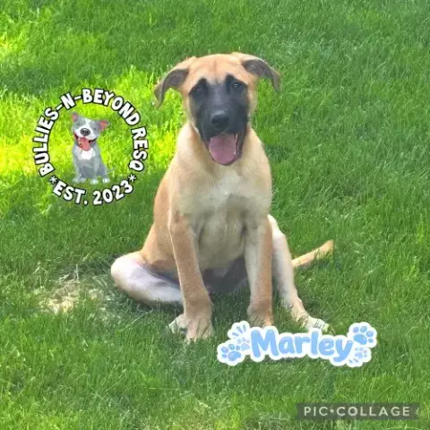 The M Litter: Marley photo 3