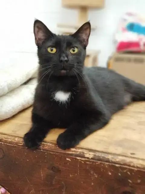 Soot photo 3