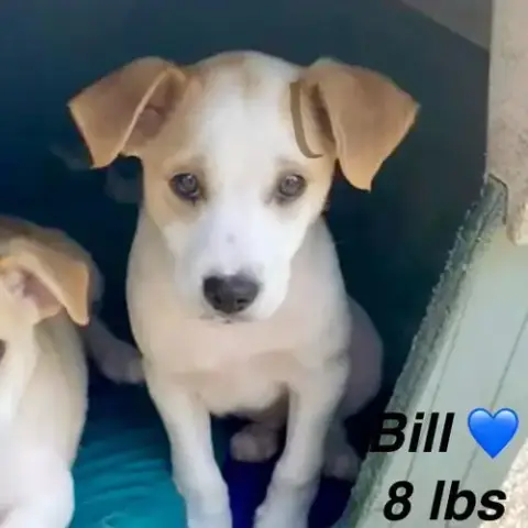 Bill