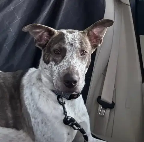 Beau
