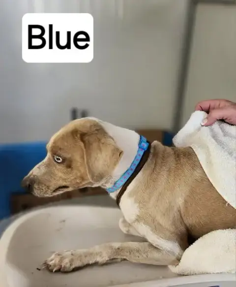 Blue photo 3