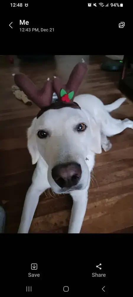 Piper photo 4