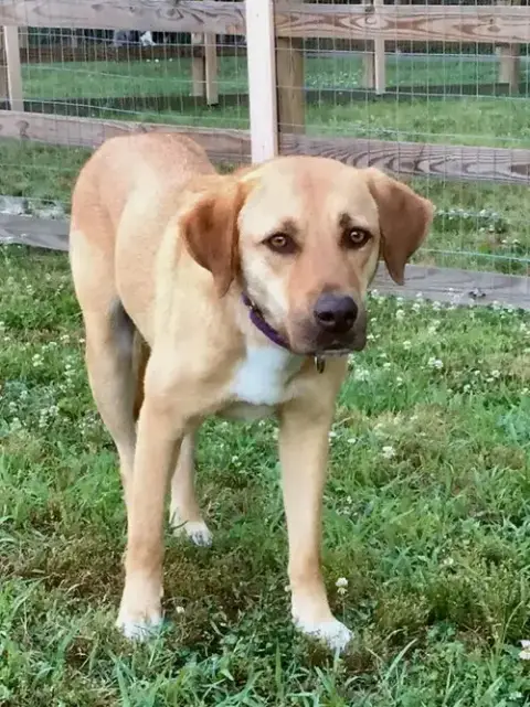 Lila