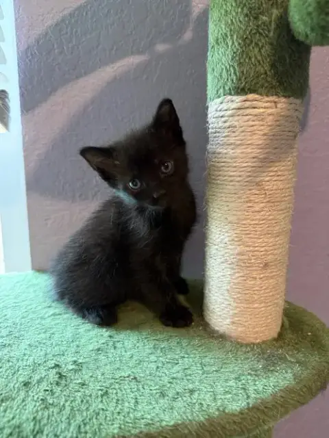 Kuro photo 3