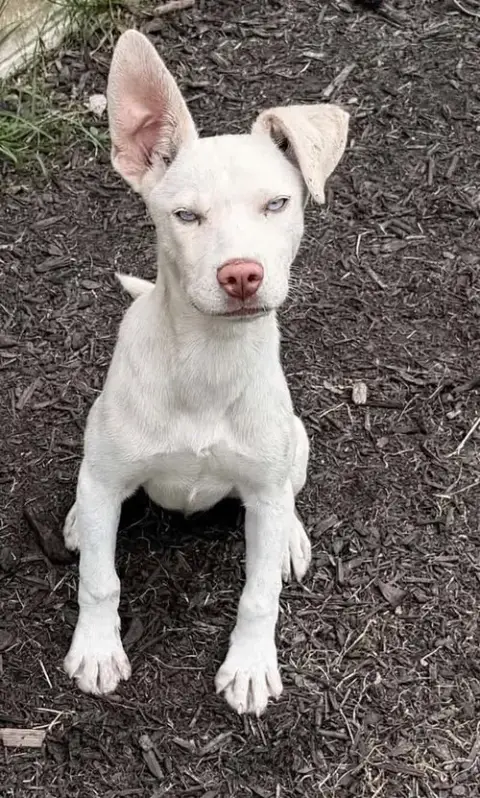 Hugo