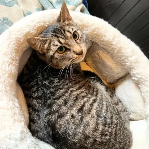Sir Isaac Mewton photo 4