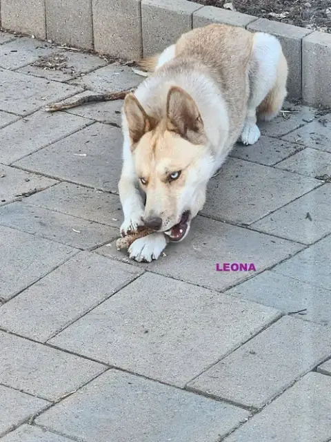 Gracie & Leona