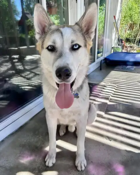 Bandit photo 2