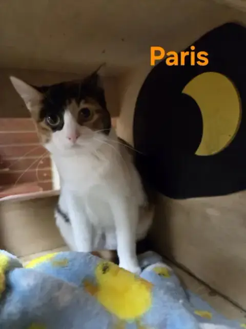 Paris photo 3