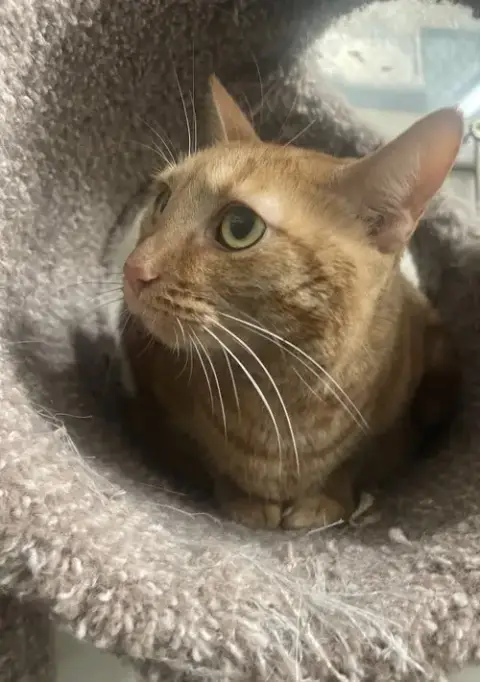 Peaches