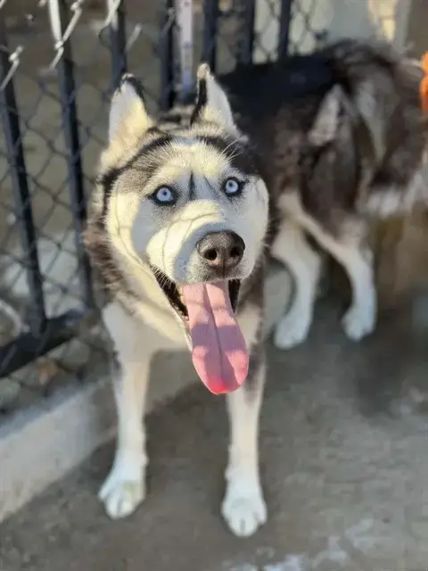 Troy