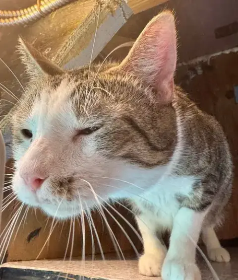 Catrick Swayzee photo 4