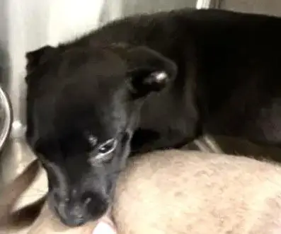 Pepper