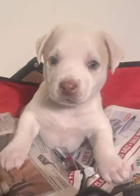 Snoopy
