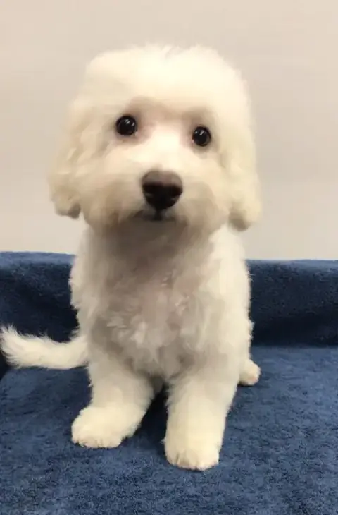 Seamus