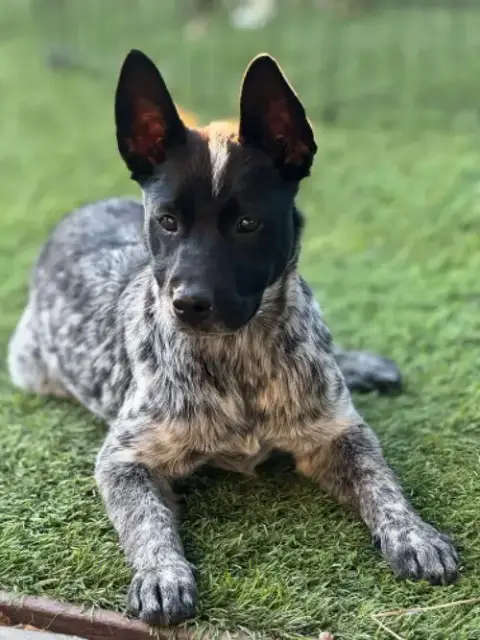 Norma Jean