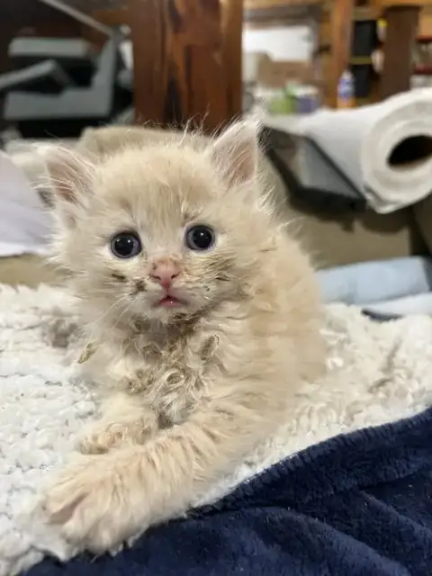 Kittens photo 5