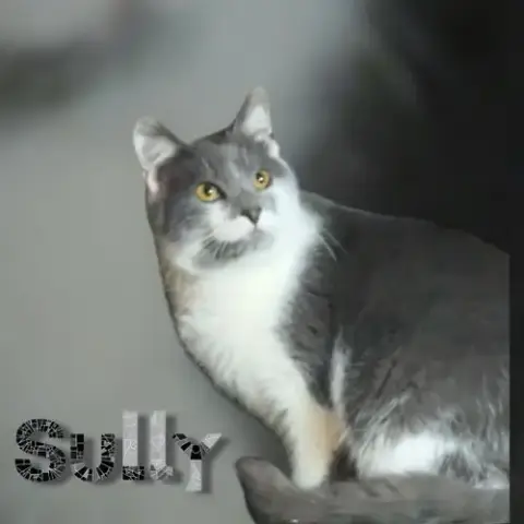 Sully photo 3