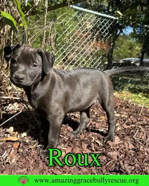 Roux 2 photo 4