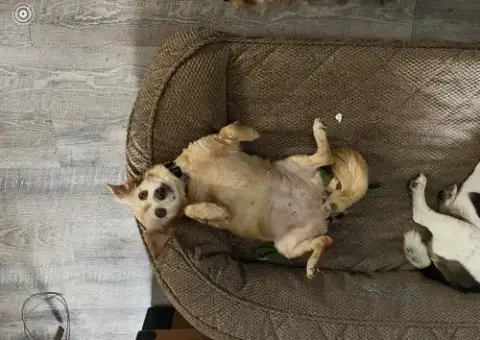 Molly photo 3
