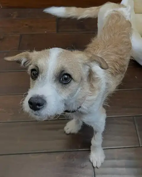 Maple photo 2