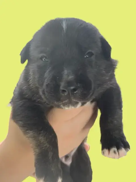 Momma Iris' Litter: Trooper photo 5