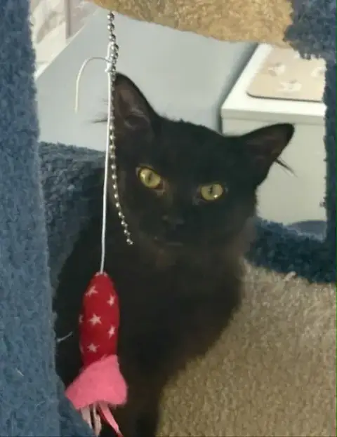 Kuro photo 2