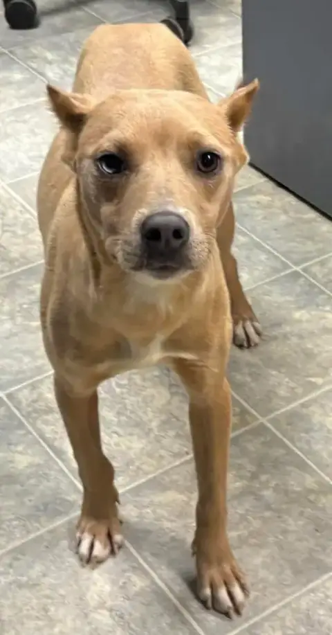 Tiana: At Shelter