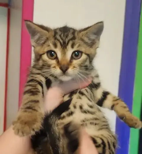 *Sweetie
