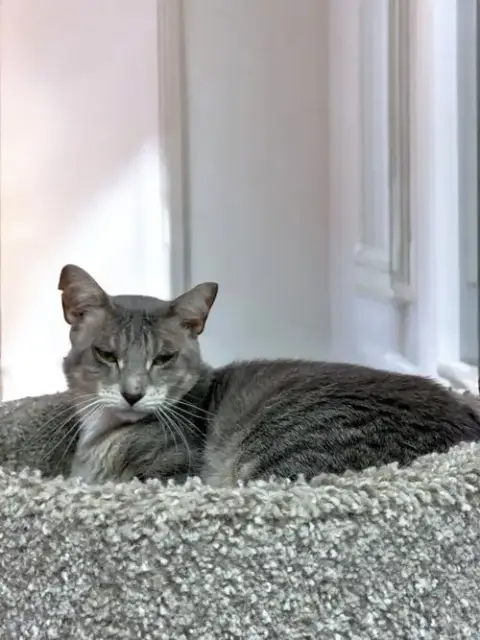 Kitkat photo 3