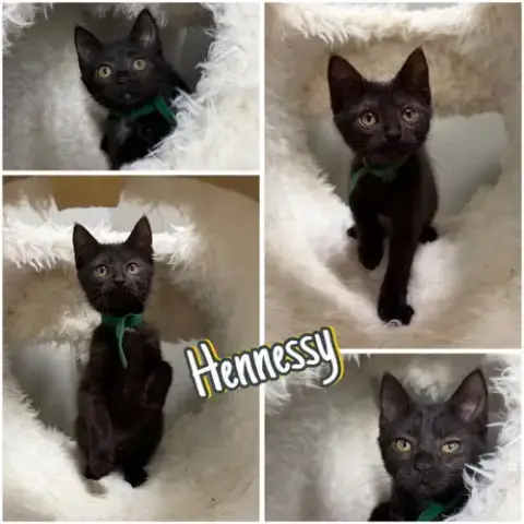 Hennessy