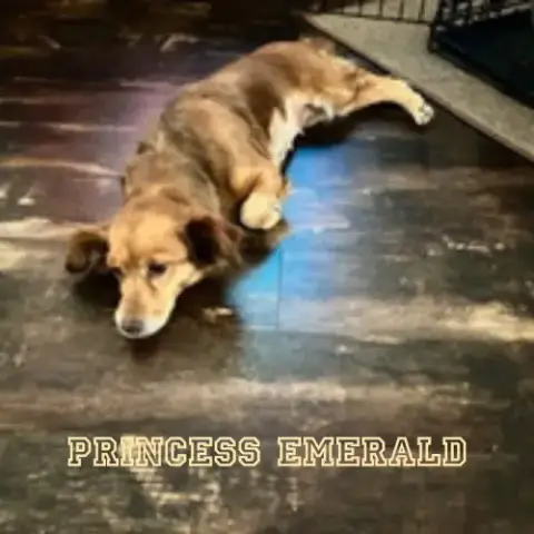 Princess Emerald photo 5
