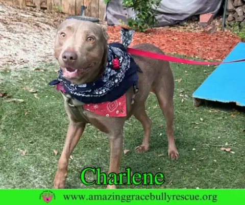 Charlene photo 2