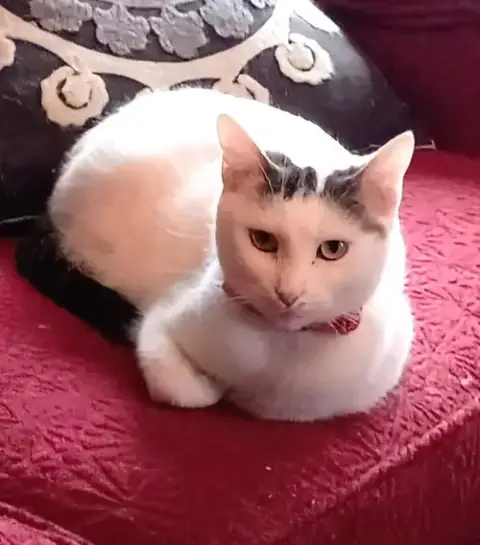 Kitty Moma Lily