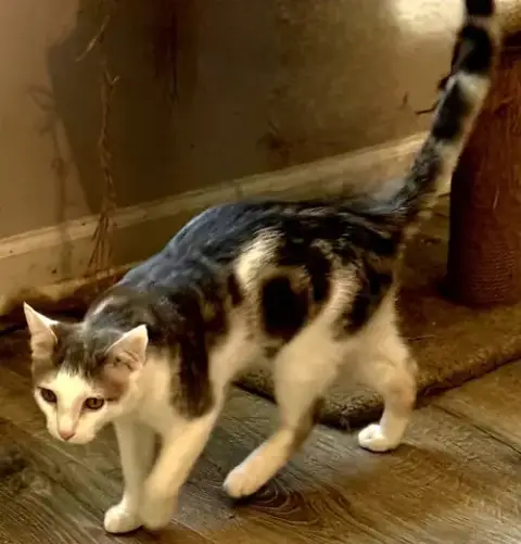 Kitten Gizmo