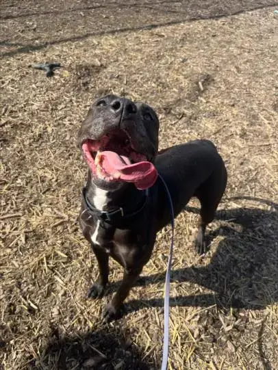 Sooki