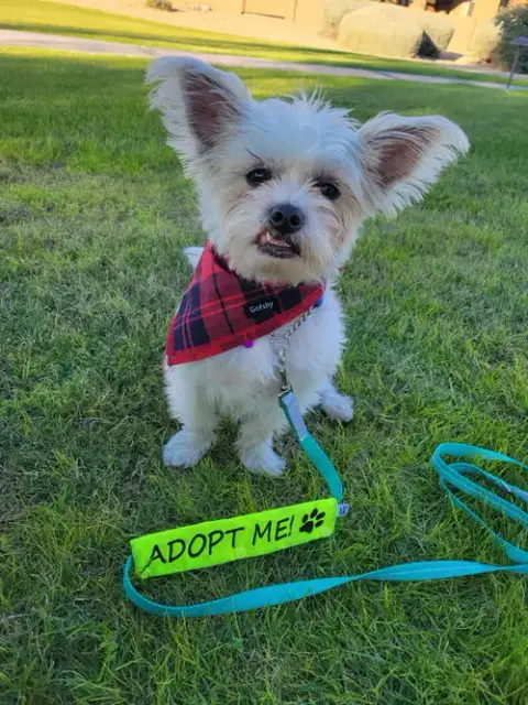 Yoda photo 4