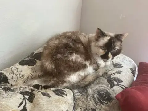 Willow