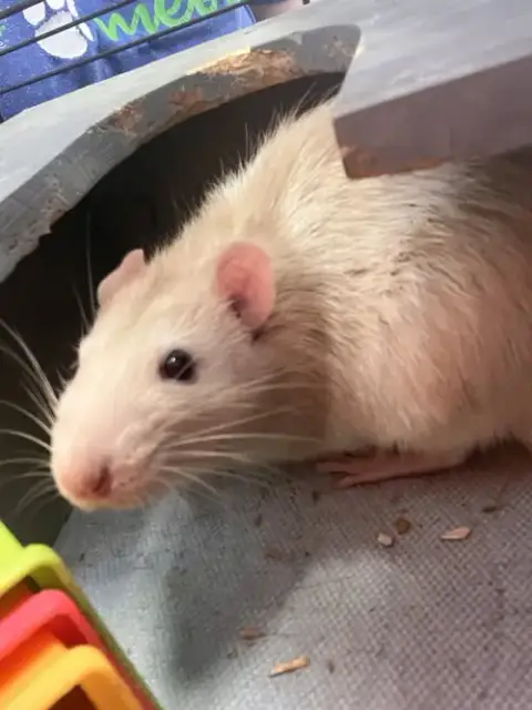 Ben