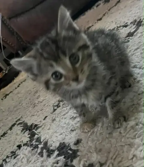 Jesse * photo 3