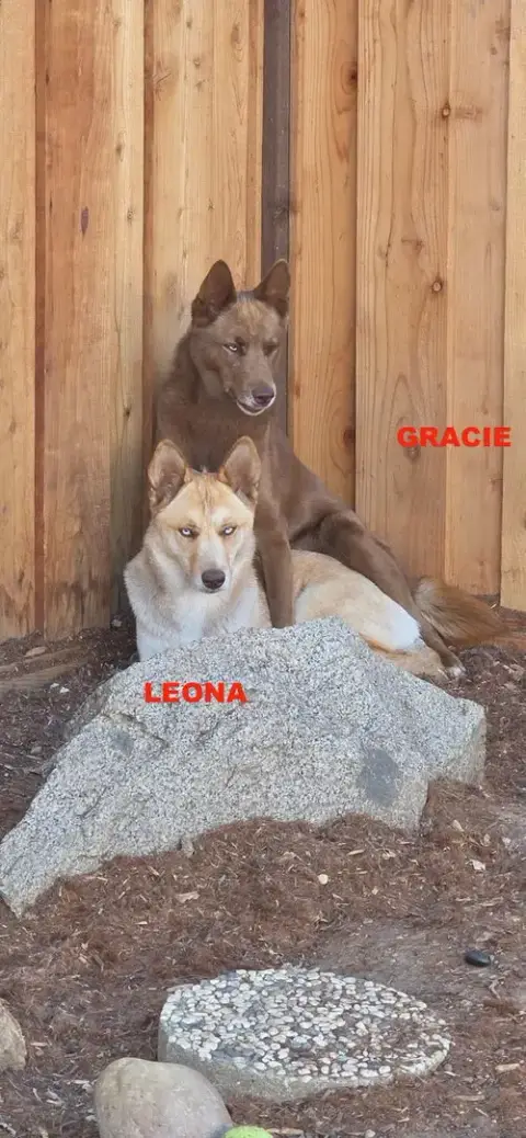 Gracie & Leona photo 4