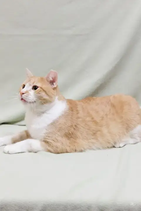 Butterscotch photo 3