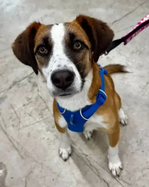 Jingle *Adopt Or Foster* photo 2
