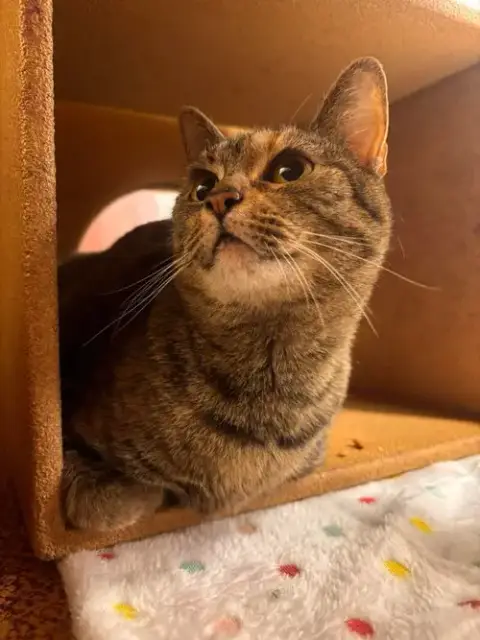 Koko
