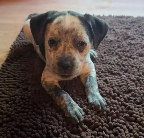 Peanuts Pups photo 2