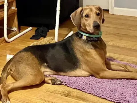 Rambo