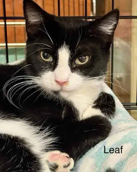 Leaf & Bean photo 2