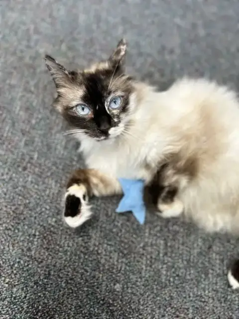 Layla